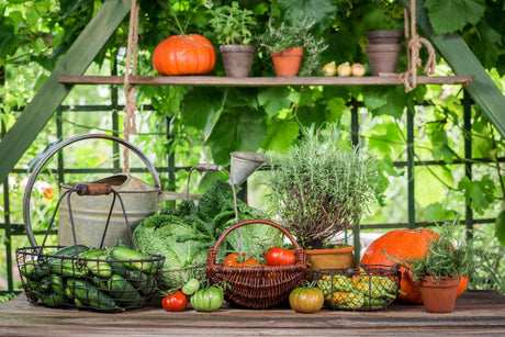 Projekt własnego warzywniaka – wszystko co musisz wiedzieć!